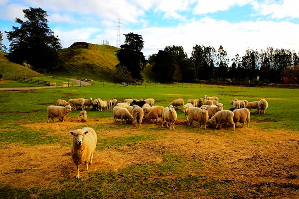 愛哥頓牧場 Agrodome Farm 