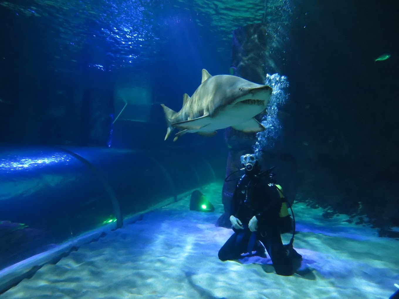 凱莉達頓水族館 SEA LIFE Kelly Tarlton's Aquarium
