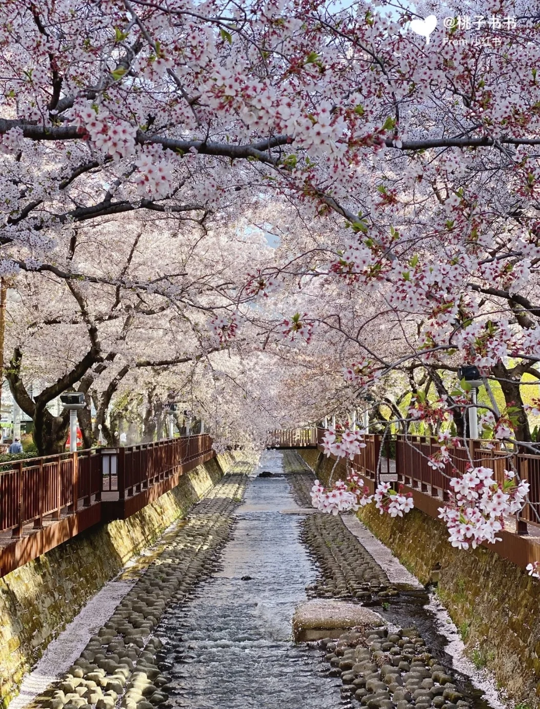 昌原市鎮海區~韓國櫻花之城