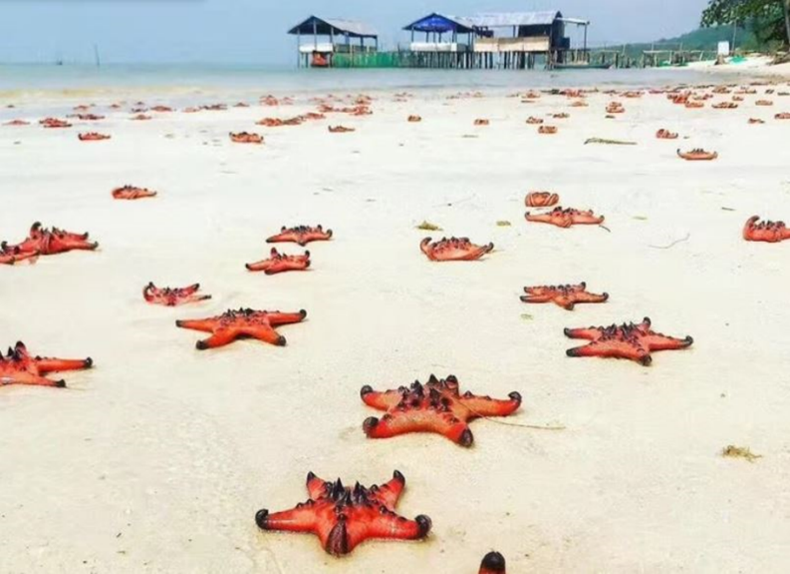 海星沙灘(Starfish Beach)