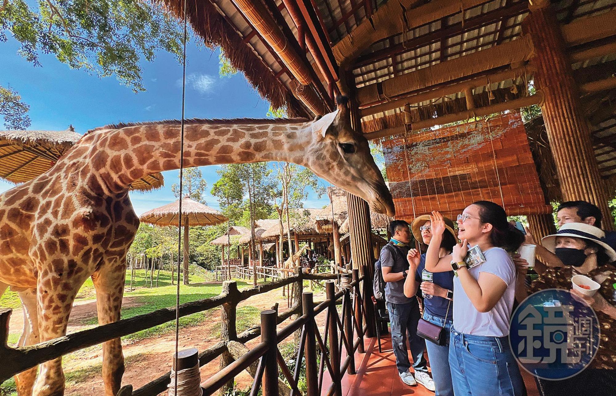 珍珠野生動物園(搭乘Safari遊獵車)